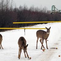 012107-deer-007