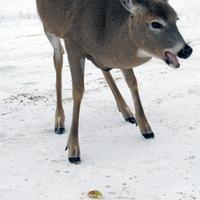 012107-deer-020