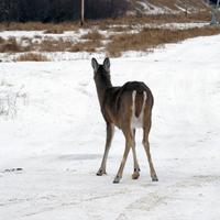 012107-deer-032