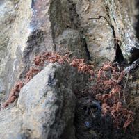 020207-centennialpark-004