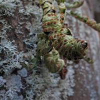 020207-centennialpark-010