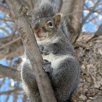 020409-greybee-014