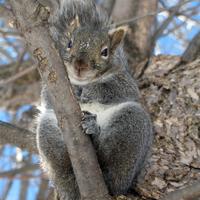 020409-greybee-015