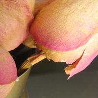 030106-flowers-041