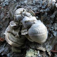 031812-JudgeMagney-CascadeRiverSP-023