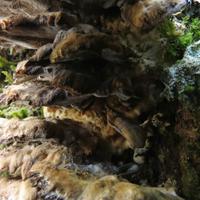 031812-JudgeMagney-CascadeRiverSP-036
