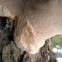 040308-centennialpark-014