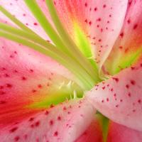 041106-flowers-002