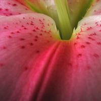 041106-flowers-008