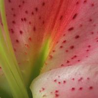 041106-flowers-009