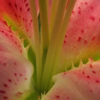 041106-flowers-010
