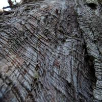 041212-centennialpark-053