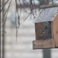 042708-SLR-greysquirrel-009