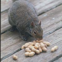 042708-SLR-greysquirrel-013