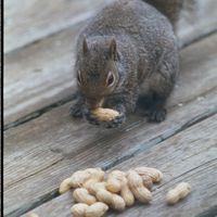 042708-SLR-greysquirrel-014