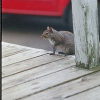 042708-SLR-greysquirrel-015