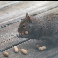 042708-SLR-greysquirrel-023