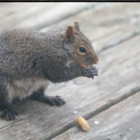 042708-SLR-greysquirrel-024