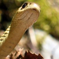 050210-centennialpark-008