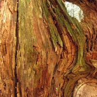 050311-centennialpark-011