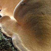 050515-centennialpark-050