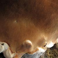 050515-centennialpark-054