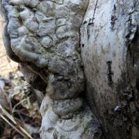 050515-centennialpark-091