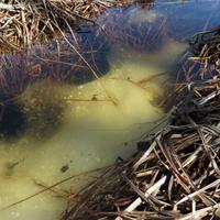 050613-centennialpark-002