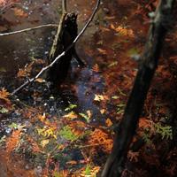 050613-centennialpark-053