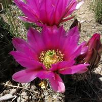 0512-052612-ChinoValley-0516