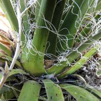 0512-052612-ChinoValley-0827