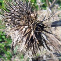 060506-centennialpark-078
