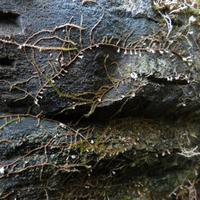 060614-centennialpark-039
