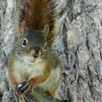 061123-squirrels-chipmunks-004
