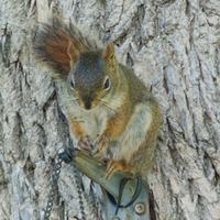 061123-squirrels-chipmunks-008