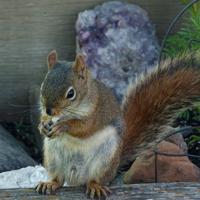 061123-squirrels-chipmunks-016