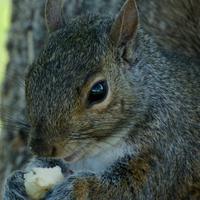 061123-squirrels-chipmunks-022
