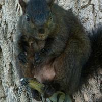 061123-squirrels-chipmunks-024