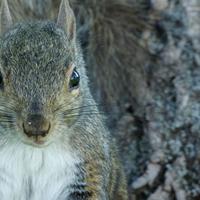 061123-squirrels-chipmunks-026
