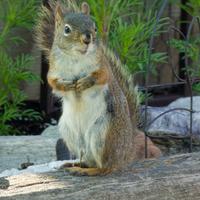 061123-squirrels-chipmunks-028