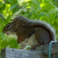 061123-squirrels-chipmunks-032