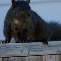 061123-squirrels-chipmunks-037
