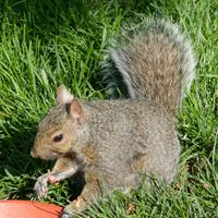 061123-squirrels-chipmunks-044