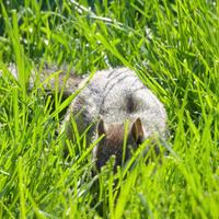 061123-squirrels-chipmunks-051