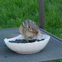 061123-squirrels-chipmunks-059