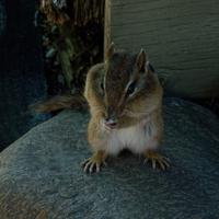 061123-squirrels-chipmunks-062