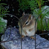 061123-squirrels-chipmunks-063