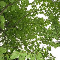 0619-062315-NorthShoreHiking-010
