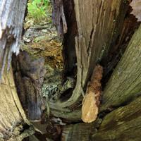 0619-062315-NorthShoreHiking-174