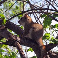 062007-redsquirrel-001